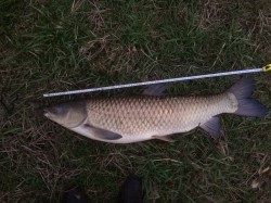 2017年12月1日　草魚20匹目　113ｃｍ