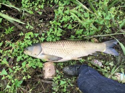 2018年9月29日 草魚25匹目 104cm 