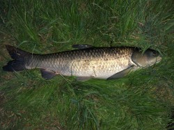 2019年4月21日草魚26匹目  110cm