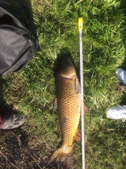 鯉83cm