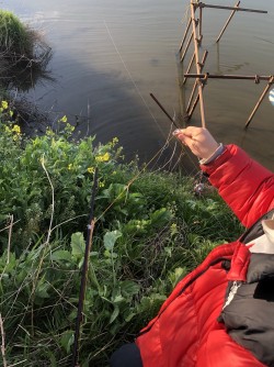 利根川でアメリカナマズを釣ったら竿が折れました。