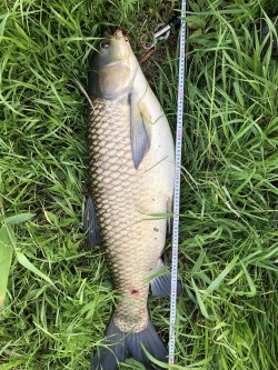 2018年5月1日草魚21匹目103cm