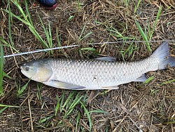 2018年年7月7日草魚24匹目105cm