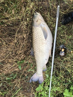 2019年6月8日草魚27匹目120cm