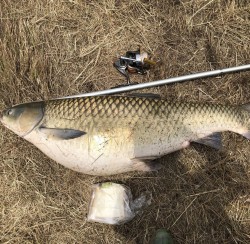 2019年6月14日草魚28匹目114cm