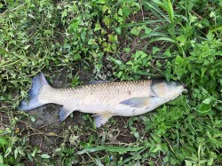 2019年9月14日 草魚29匹目 108cm