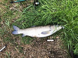 2021年4月29日草魚30匹目105cm