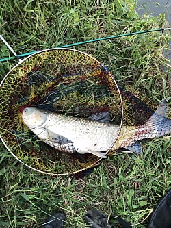 2021年9月21日草魚38匹目116cm