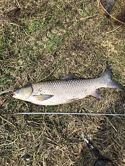 2021年10月14日草魚40匹目102cm