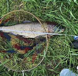 2022年4月26日草魚42匹目103cm