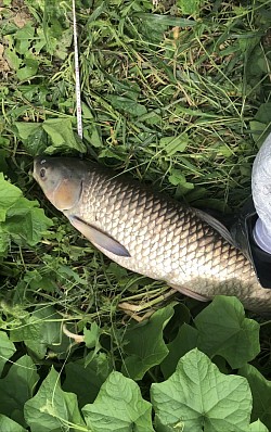 2022年9月6日草魚44匹目110cm