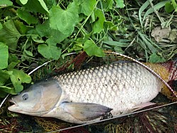 2023年9月9日草魚52匹目100cm