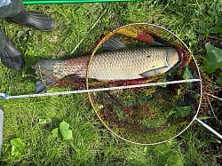 2024年10月30日草魚56匹目105cm