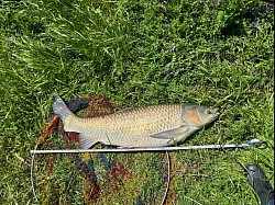 2025年5月7日草魚57匹目114cm