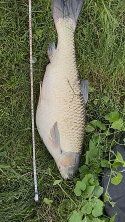 2025年6月12日草魚59匹目125cm