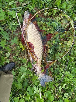 2025年9月19日草魚60匹目120cm