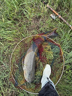 2026年6月10日草魚61匹目100cm