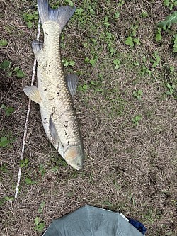 2026年6月29日草魚62匹目124cm
