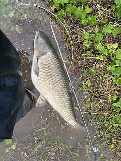 2026年9月7日草魚63匹目136cm